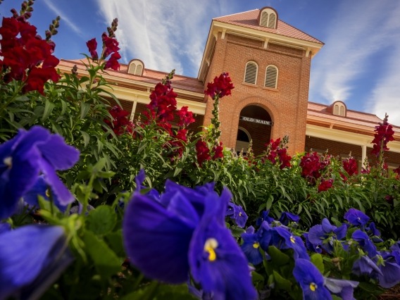 old main towers over blooming flowers