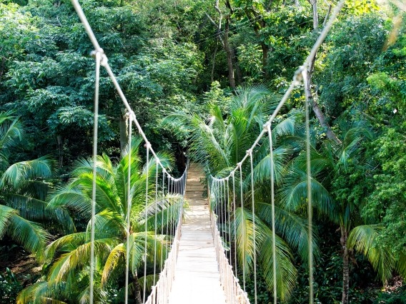 A bridge of knotted ropes and wooden slats spans a verdant green rainforest.