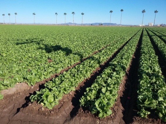 Lettuce grown in Arizona